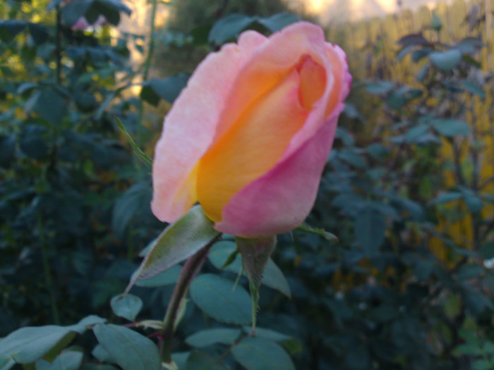 DSC01204 - Octombrie 2012