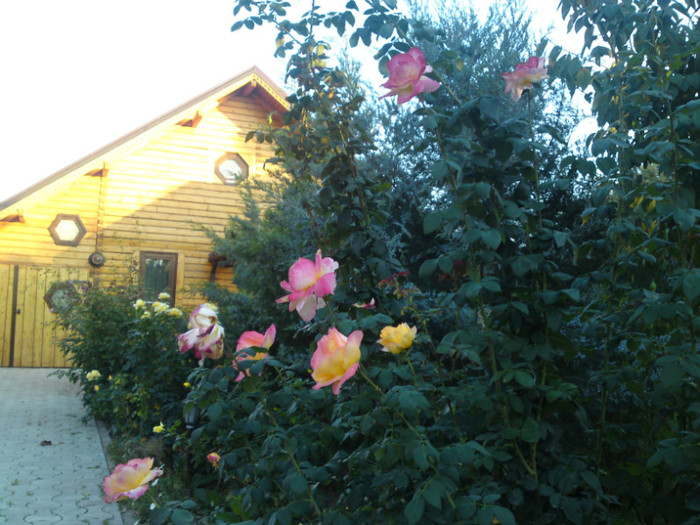 DSC01207