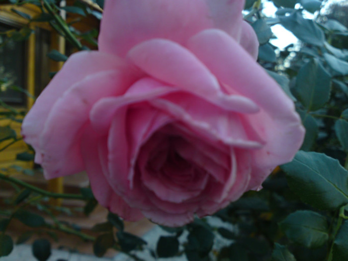 DSC01214 - Octombrie 2012