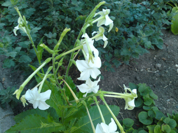 septembrie 2012 024