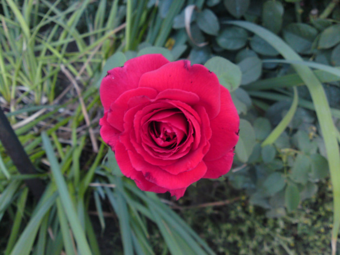 septembrie 2012 025