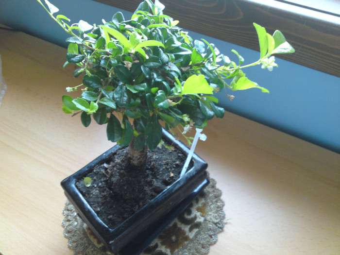 septembrie 2012 046