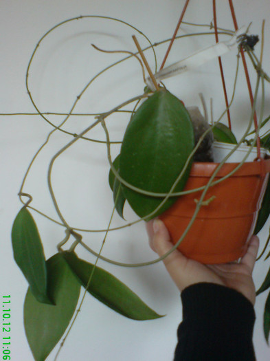 cinamomifolia
