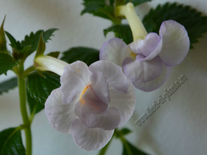 Achimenes Icy Volga - ACHIMENES II
