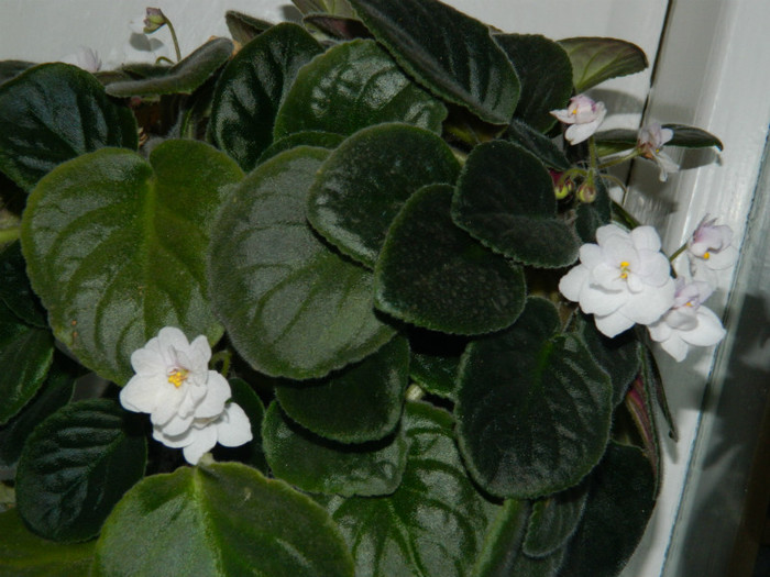 DSCN8731 - OCTOMBRIE 2012
