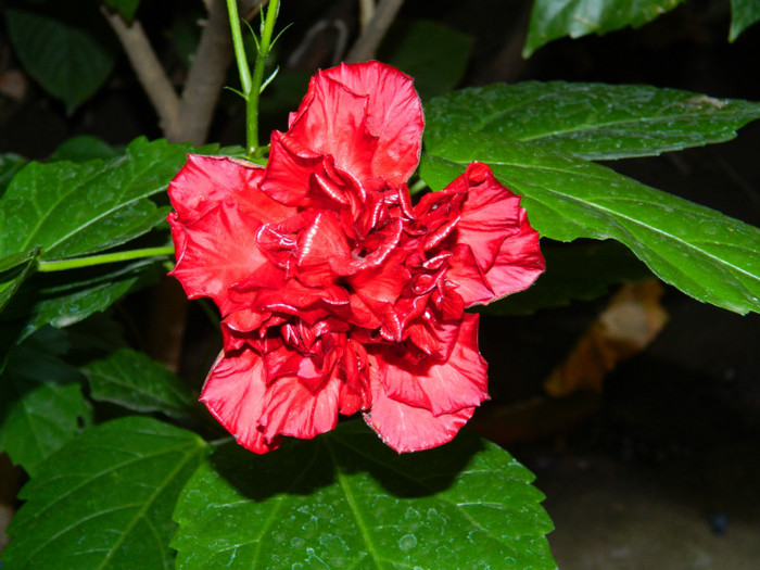 DSCN8735 - OCTOMBRIE 2012