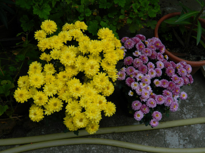 DSCN8741 - OCTOMBRIE 2012