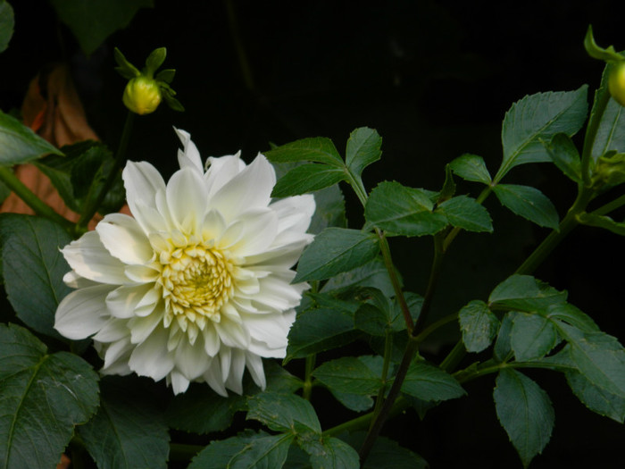 DSCN8761 - OCTOMBRIE 2012
