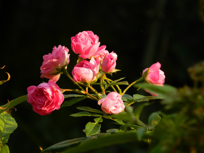 DSCN8772