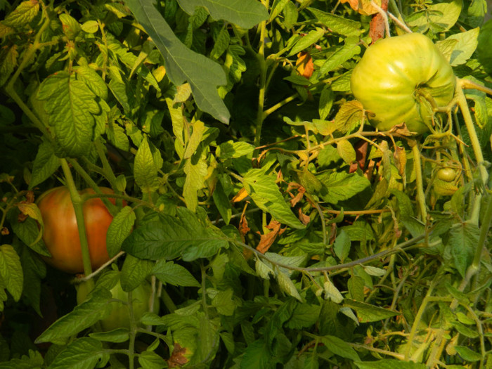 DSCN8773 - OCTOMBRIE 2012
