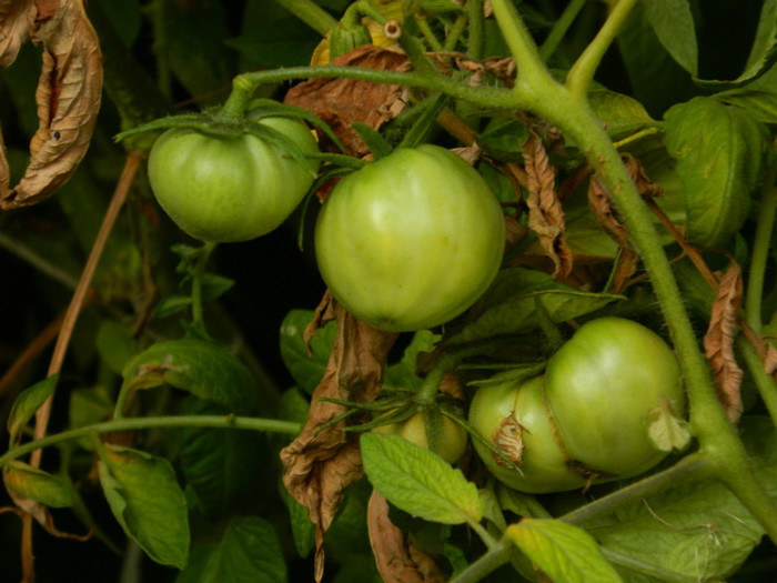 DSCN8774