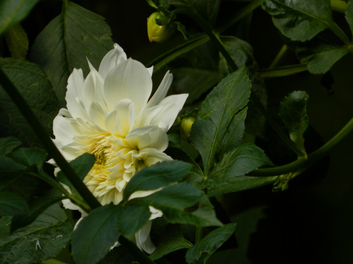 DSCN8792