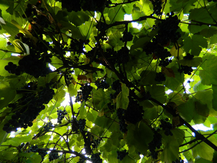 DSCN8795 - OCTOMBRIE 2012