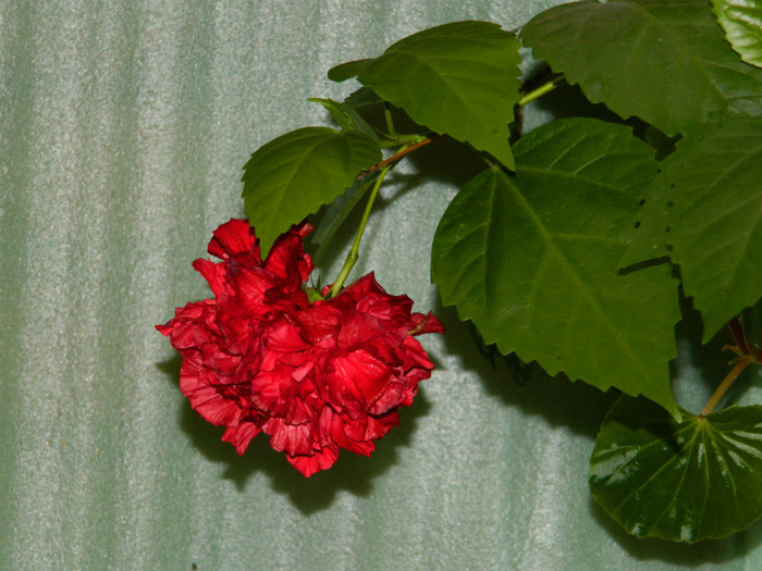 DSCN8810 - OCTOMBRIE 2012