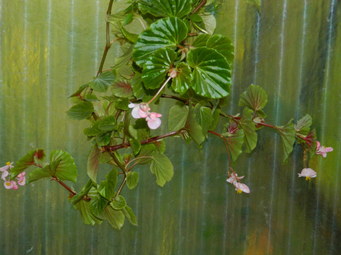 DSCN8825 - OCTOMBRIE 2012