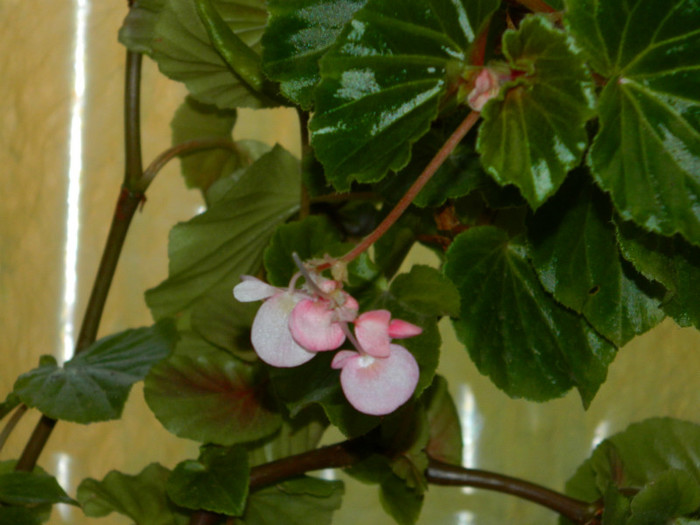 DSCN8827 - OCTOMBRIE 2012