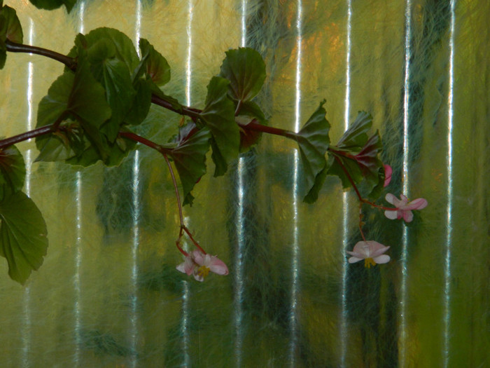 DSCN8829 - OCTOMBRIE 2012