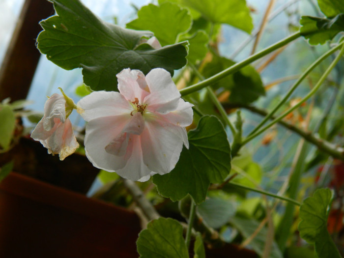 DSCN8849 - OCTOMBRIE 2012
