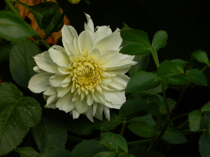 DSCN8866 - OCTOMBRIE 2012