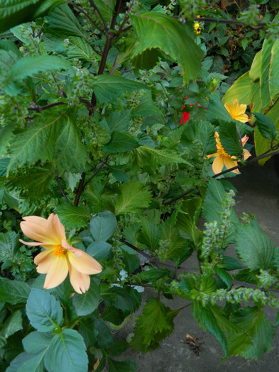 DSCN8869 - OCTOMBRIE 2012