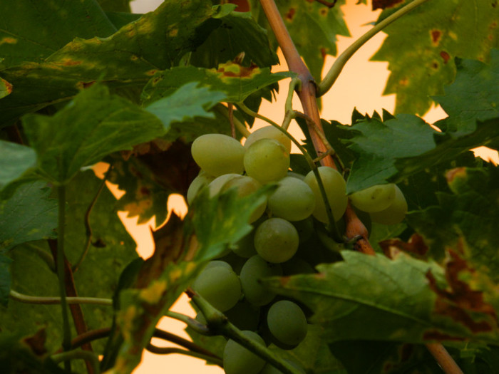 DSCN8873 - OCTOMBRIE 2012