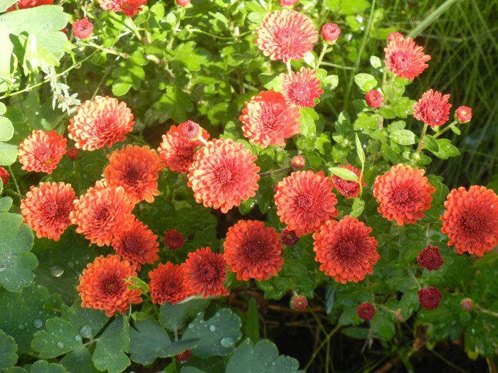 Terracotta Chrysanth (2012, Oct.10)