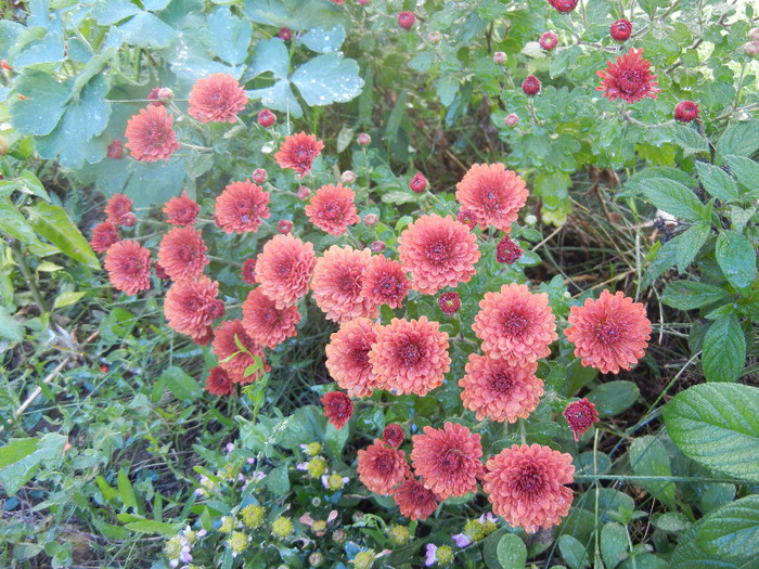 Terracotta Chrysanth (2012, Oct.10) - Terracotta Chrysanthemum