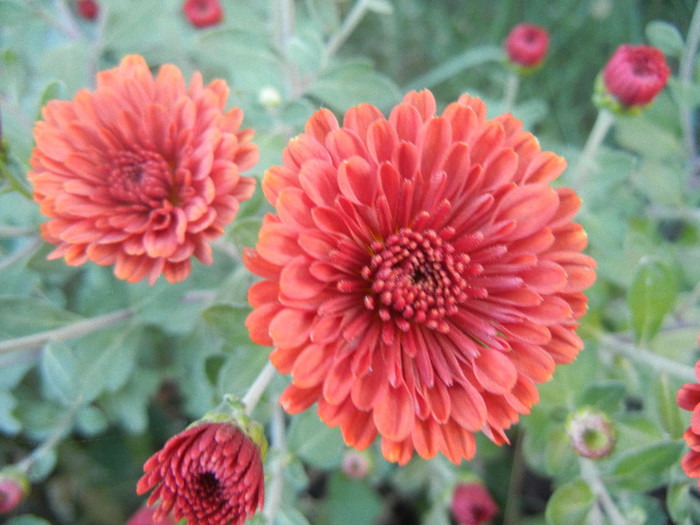 Terracotta Chrysanth (2012, Oct.10) - Terracotta Chrysanthemum