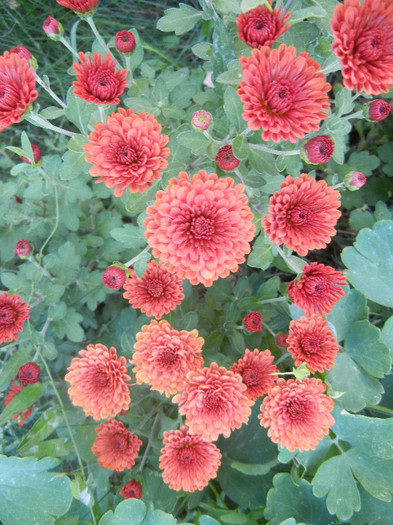 Terracotta Chrysanth (2012, Oct.10)