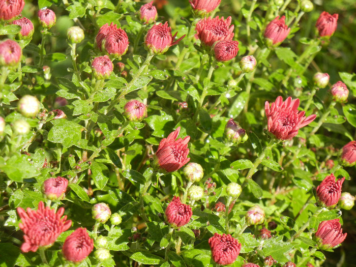 Purple Chrysanthemum (2012, Oct.10)