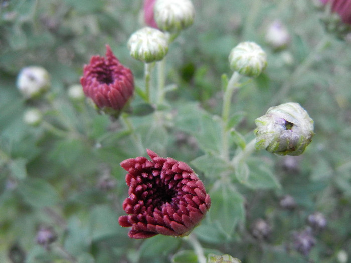 Purple Chrysanthemum (2012, Oct.10)