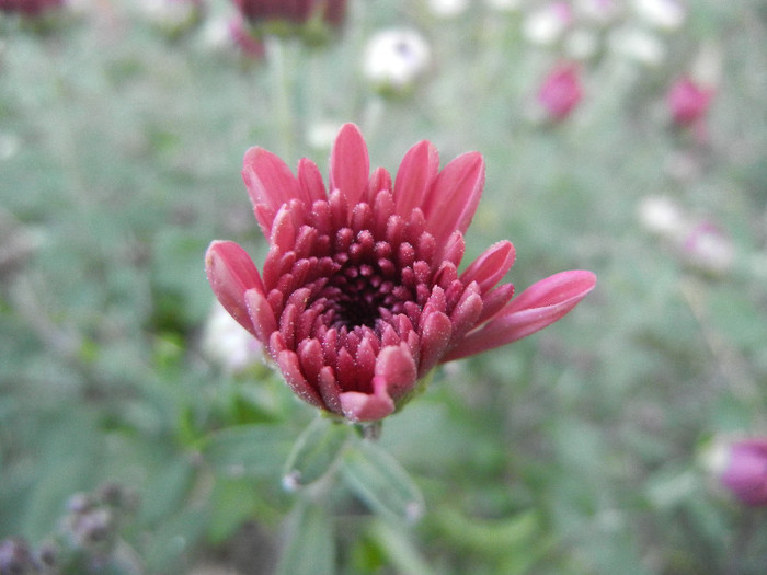 Purple Chrysanthemum (2012, Oct.10) - Purple Chrysanthemum