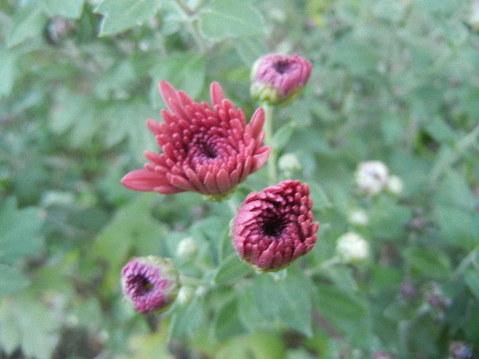 Purple Chrysanthemum (2012, Oct.10) - Purple Chrysanthemum