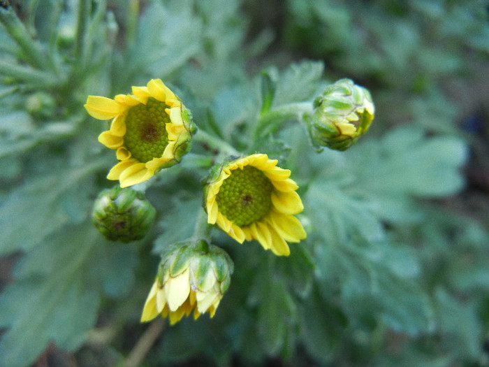 Chrysanth Picomini Yellow (2012, Oct.10)