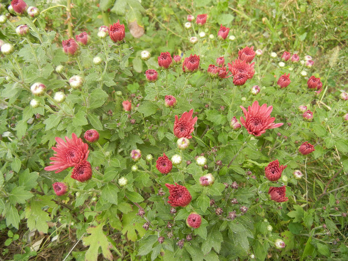 Purple Chrysanthemum (2012, Oct.11)
