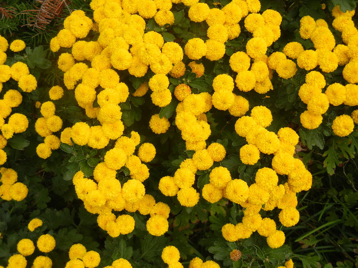 Yellow Chrysanthemum (2012, Oct.11) - Yellow Chrysanthemum