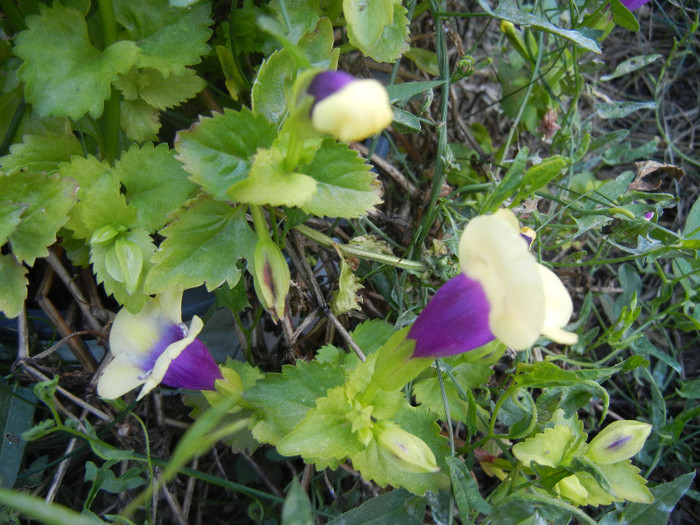 Torenia Gilded Grape (2012, Oct.10)