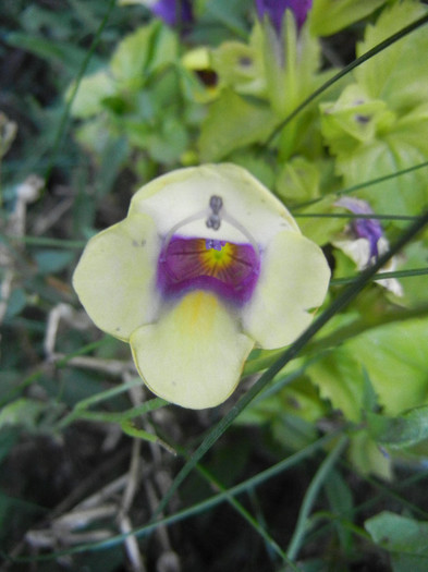 Torenia Gilded Grape (2012, Oct.10)