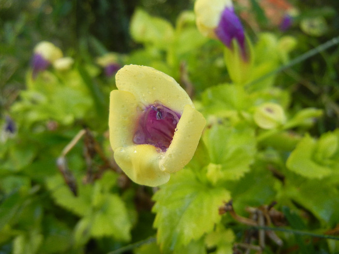 Torenia Gilded Grape (2012, Oct.10) - TORENIA Gilded Grape