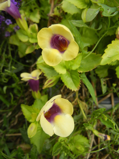 Torenia Gilded Grape (2012, Oct.11) - TORENIA Gilded Grape