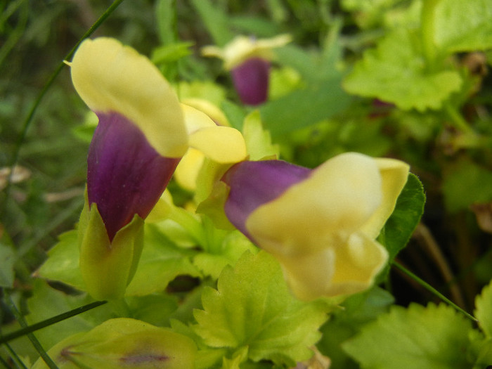 Torenia Gilded Grape (2012, Oct.11)