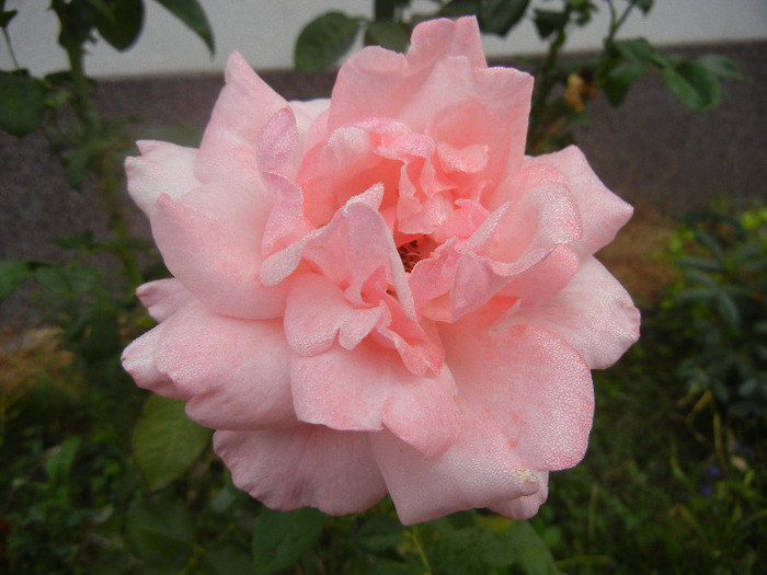 Rose Queen Elisabeth (2012, Oct.03) - Rose Queen Elisabeth