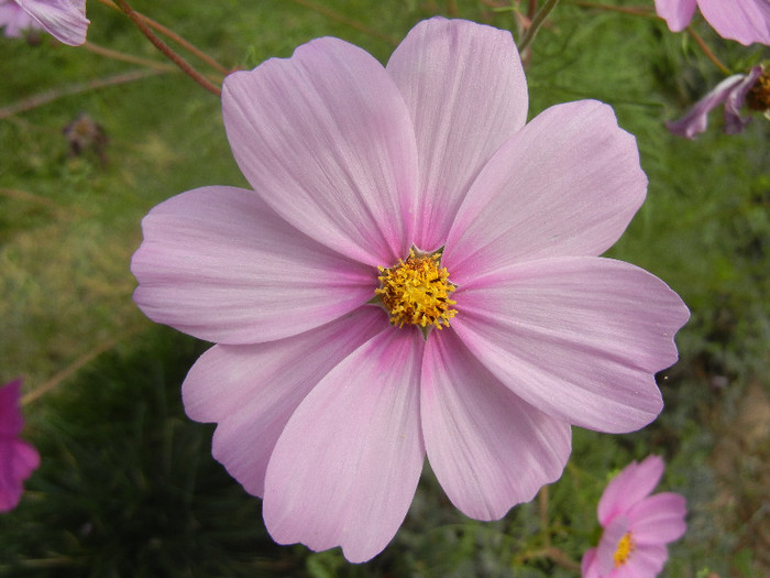 Cosmos bipinnatus (2012, Oct.11)