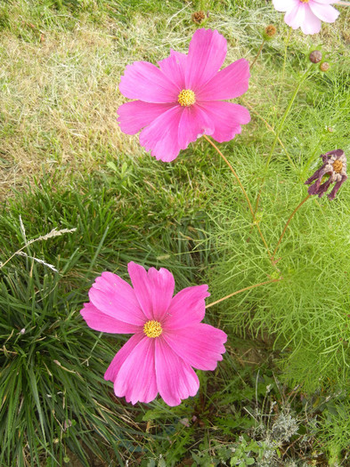 Cosmos bipinnatus (2012, Oct.11)