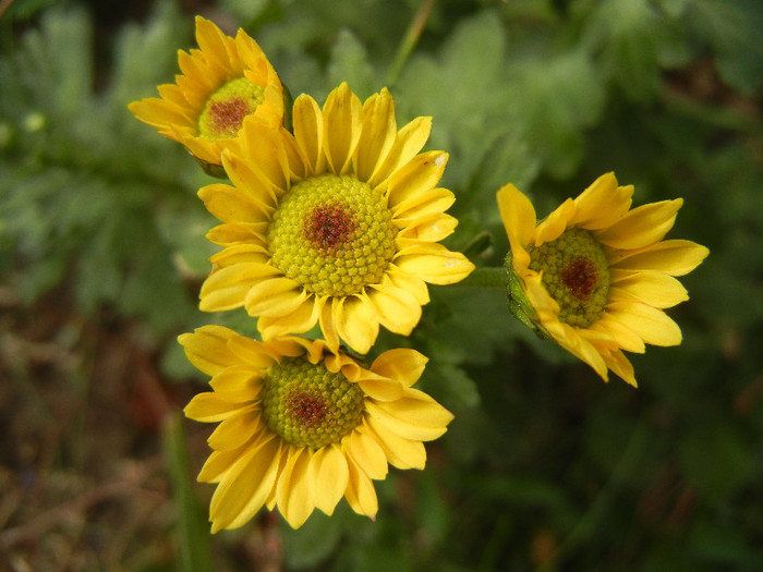 Chrysanth Picomini Yellow (2012, Oct.11)