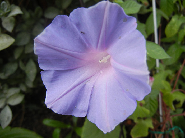 Picotee Morning Glory (2012, Oct.04)