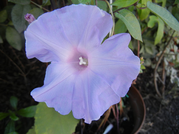 Picotee Morning Glory (2012, Oct.05) Picotee Morning Glory (2012, Oct.05)