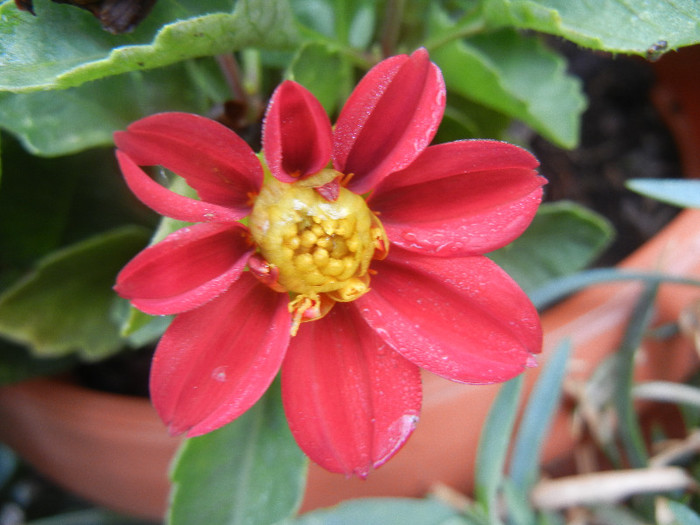 Dahlia Figaro Red (2012, October 10) - Dahlia Figaro Red