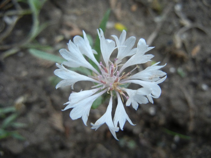 Centaurea cyanus (2012, September 29)