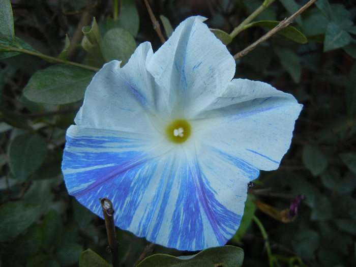 Ipomoea Flying Saucers (2012, Oct.10) - Flying Saucers